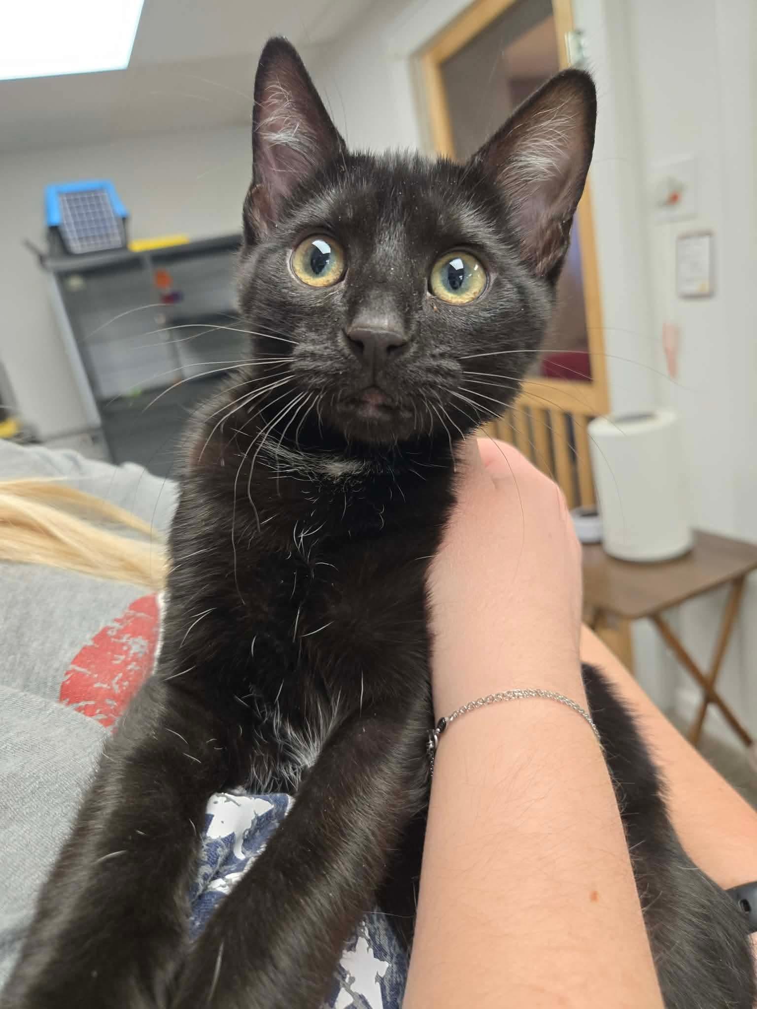 Gnocchi, ADOPTABLE, Kitten Female Domestic Short Hair.