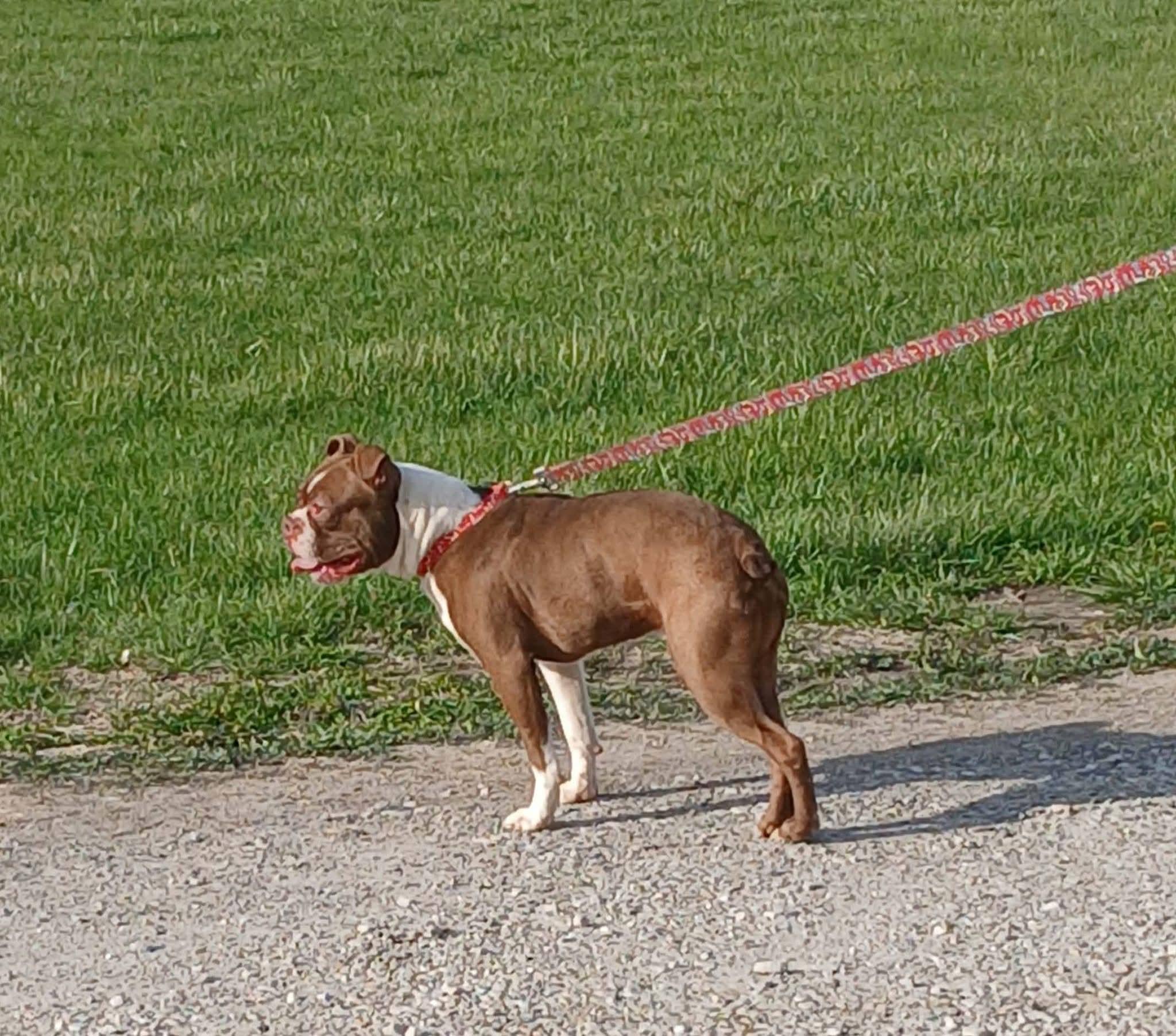 Enlarge Douggy, a ADOPTABLE Boston Terrier in Petersburg, IN image 1/2