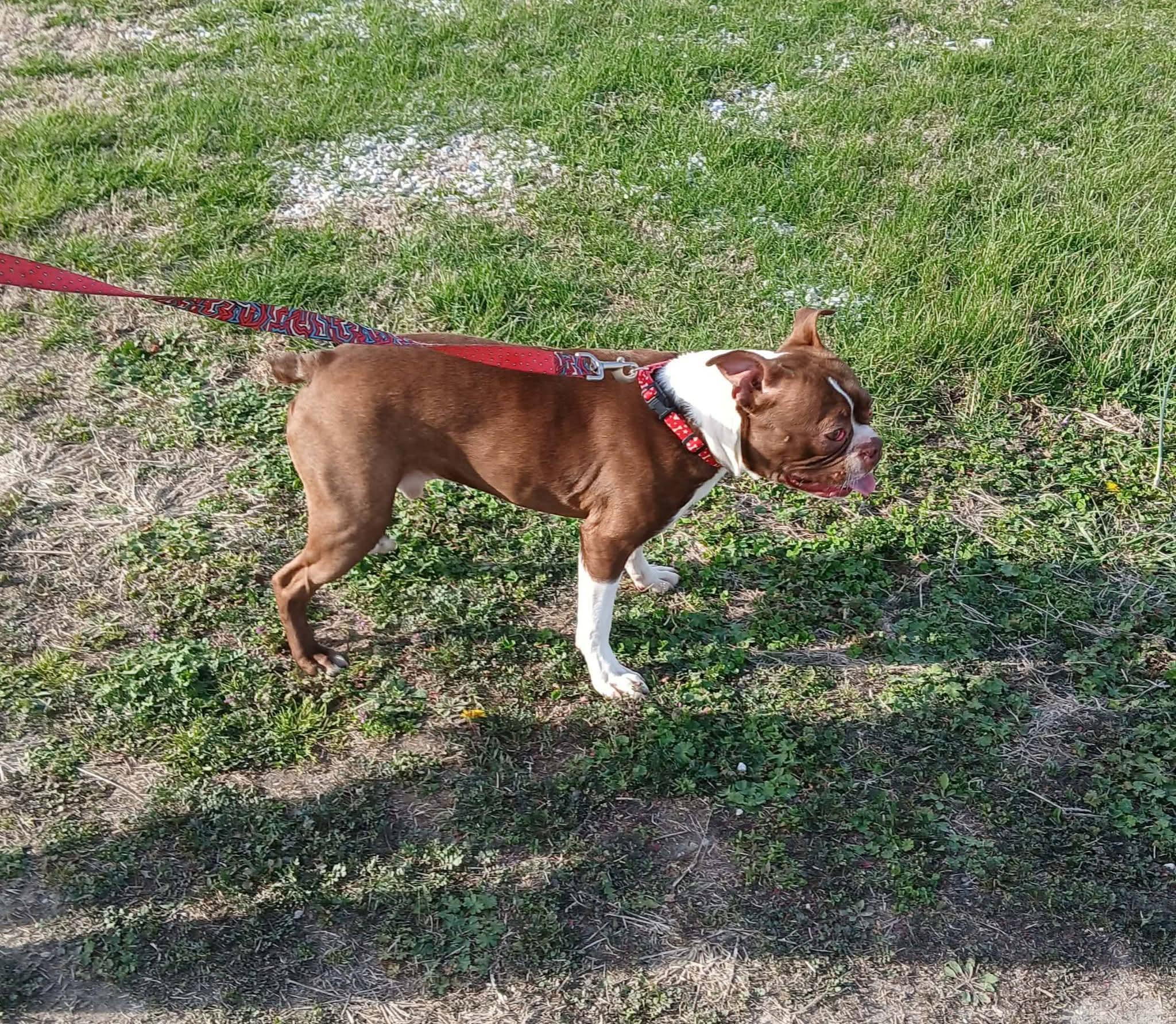 Enlarge Douggy, a ADOPTABLE Boston Terrier in Petersburg, IN image 2/2