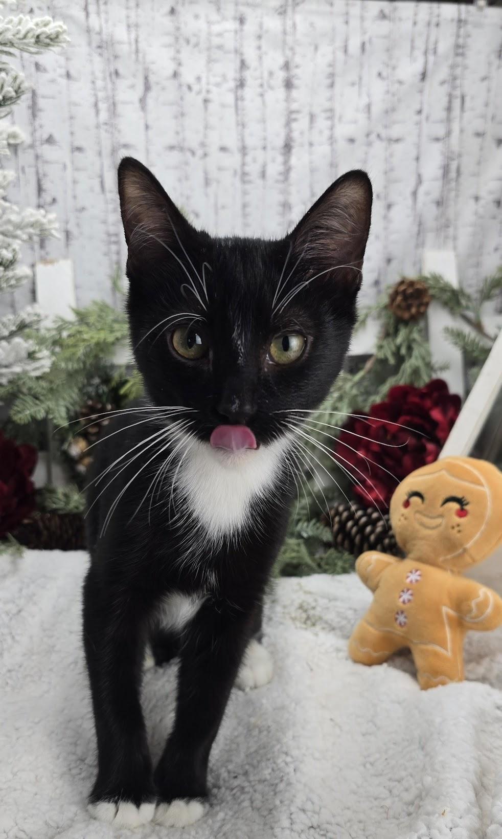 Kash (Adoption Pending), adopted, Kitten Male Domestic Short Hair.