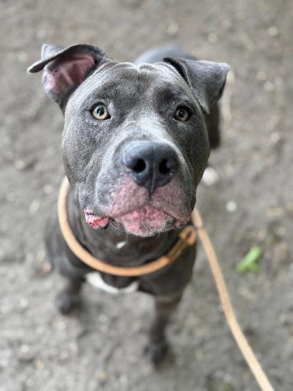 Miller, Adoptable, Adult Male Mixed Breed & Mixed Breed.