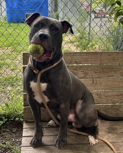 Miller, a Adoptable mixed breed in Hobart, IN image 3/3