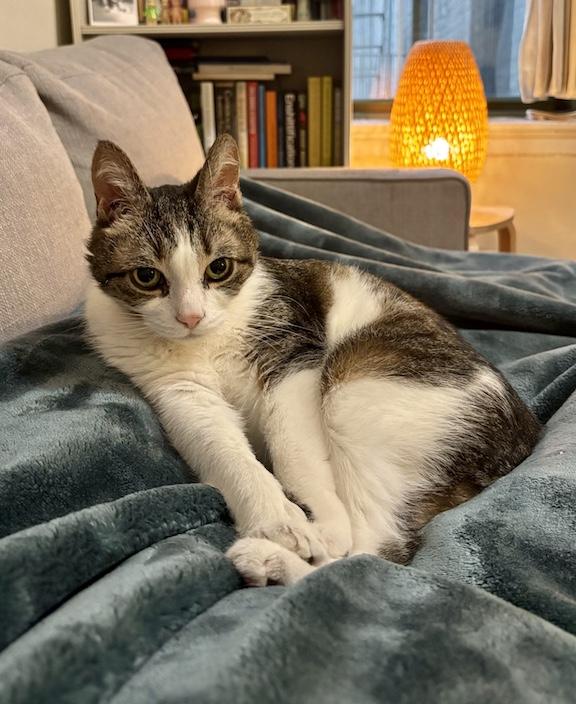 Henry, a Adoptable Domestic Short Hair in New York, NY image 4/5