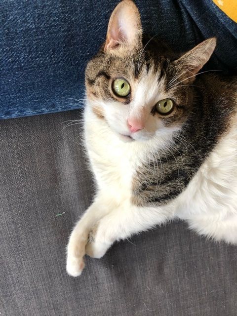 Enlarge Henry, a Adoptable Domestic Short Hair in New York, NY image 1/1