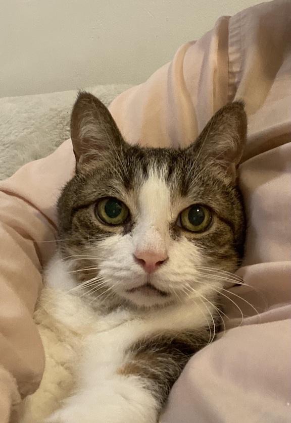 Henry, a Adoptable Domestic Short Hair in New York, NY image 5/5