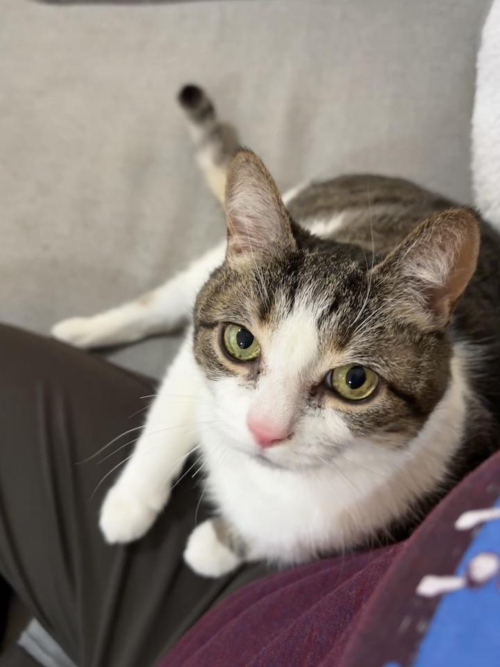 Henry, Adoptable, Senior Male Domestic Short Hair.