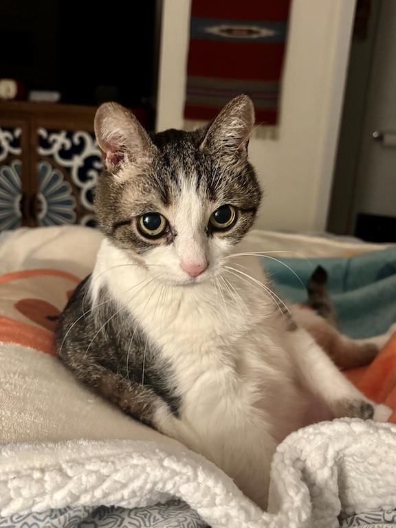 Henry, a Adoptable Domestic Short Hair in New York, NY image 2/5