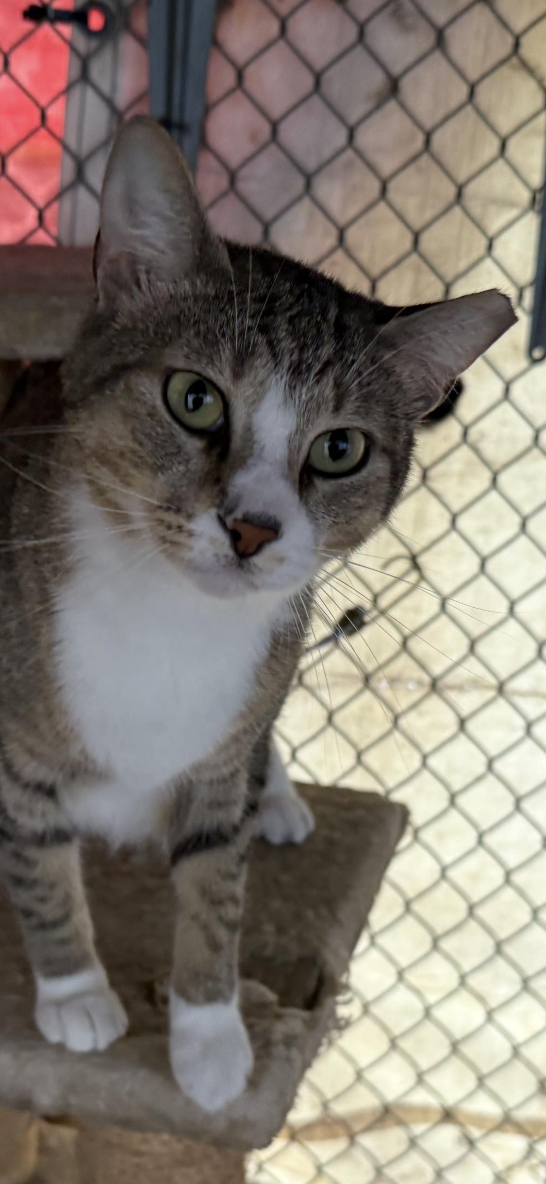 Enlarge Jazzy, a Adoptable mixed breed in Ransomville, NY image 4/5