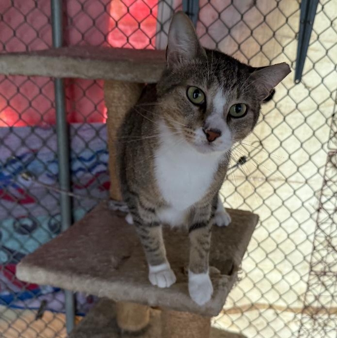 Jazzy, Adoptable, Adult Female Domestic Short Hair.