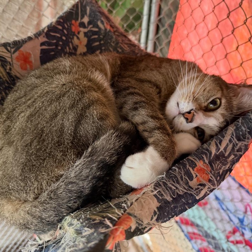 Enlarge Jazzy, a Adoptable mixed breed in Ransomville, NY image 3/5