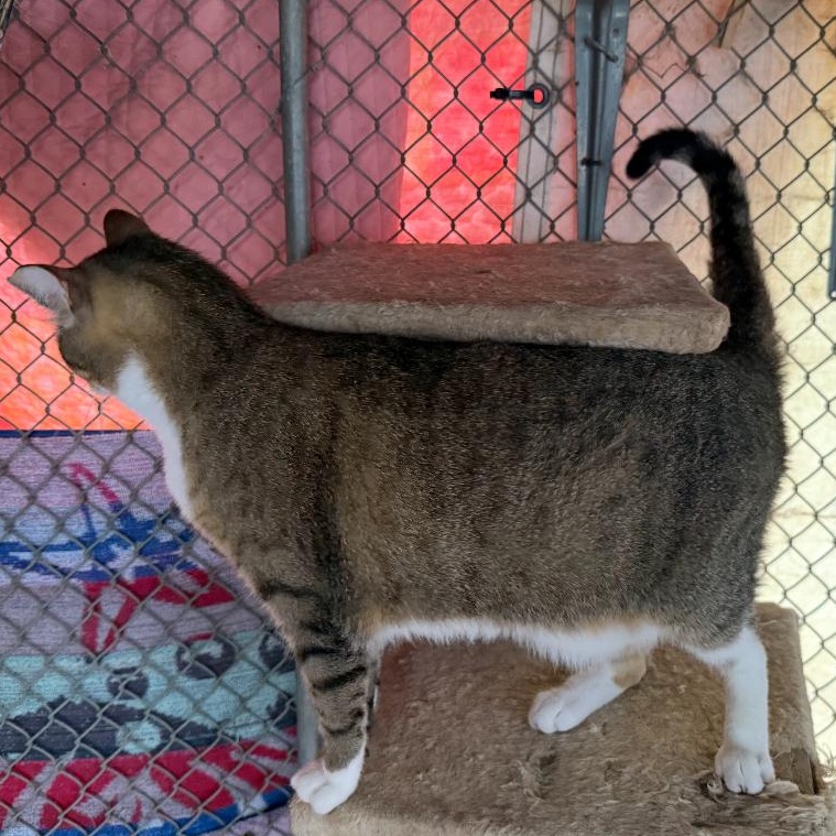 Enlarge Jazzy, a Adoptable mixed breed in Ransomville, NY image 5/5