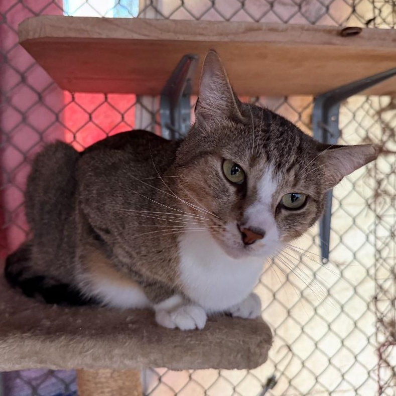 Enlarge Jazzy, a Adoptable mixed breed in Ransomville, NY image 2/5