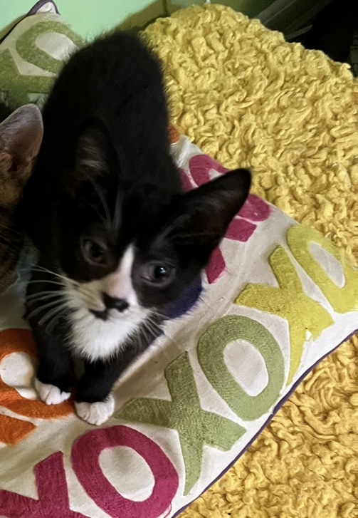 Lucky Luciano (rr), Adoptable, Kitten Male Domestic Short Hair & Tuxedo.