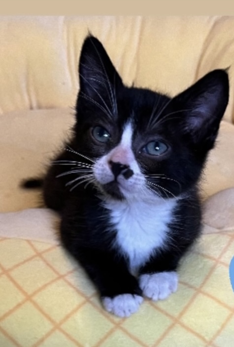 Enlarge Lucky Luciano (rr), a Adoptable mixed breed in Woodland Hills, CA image 2/3