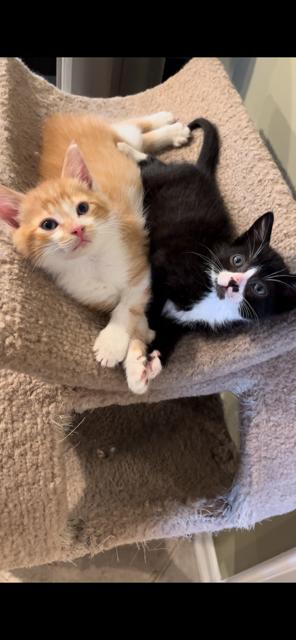 Enlarge Lucky Luciano (rr), a Adoptable mixed breed in Woodland Hills, CA image 3/3