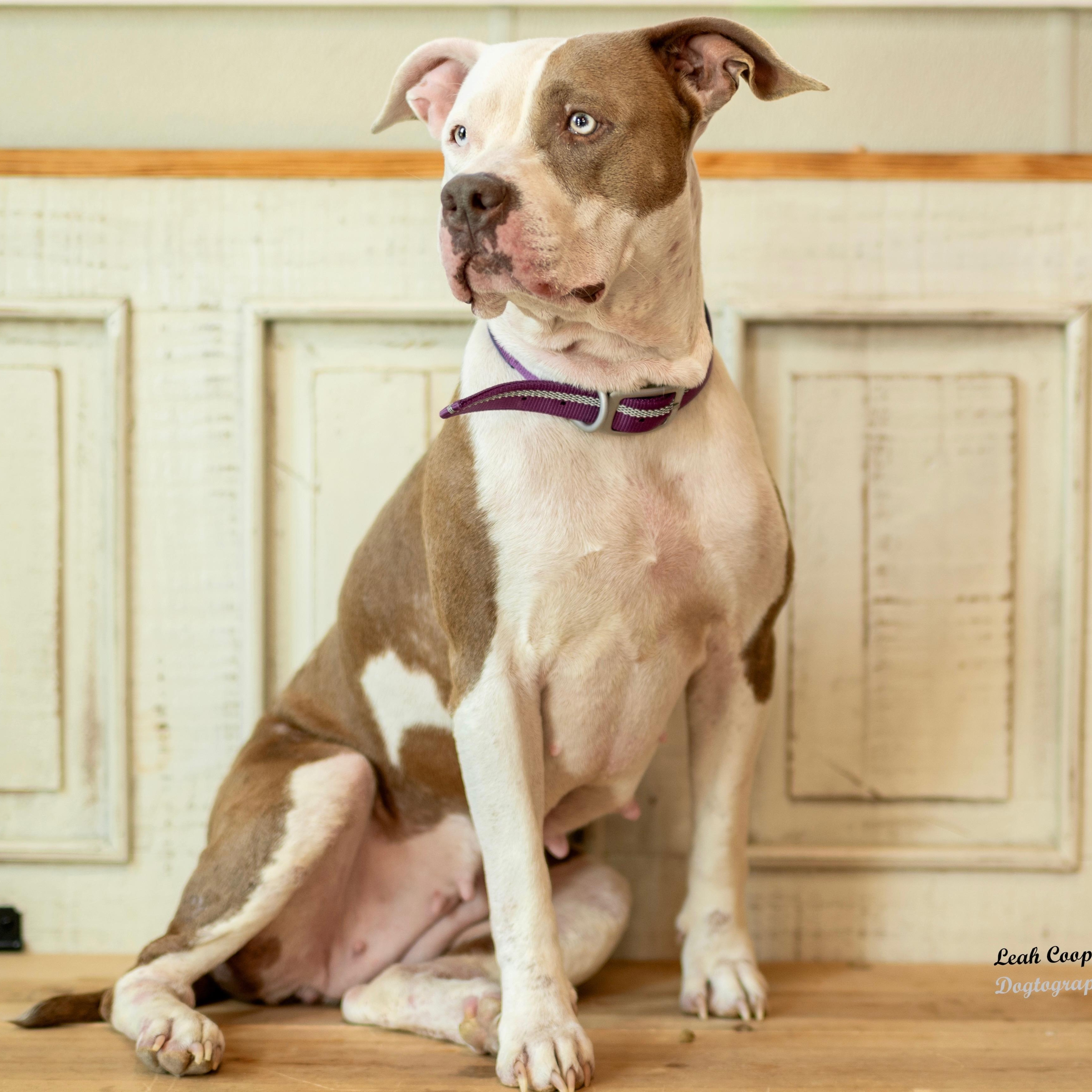 Enlarge Penelope, an adopted mixed breed in Henderson, KY image 3/3