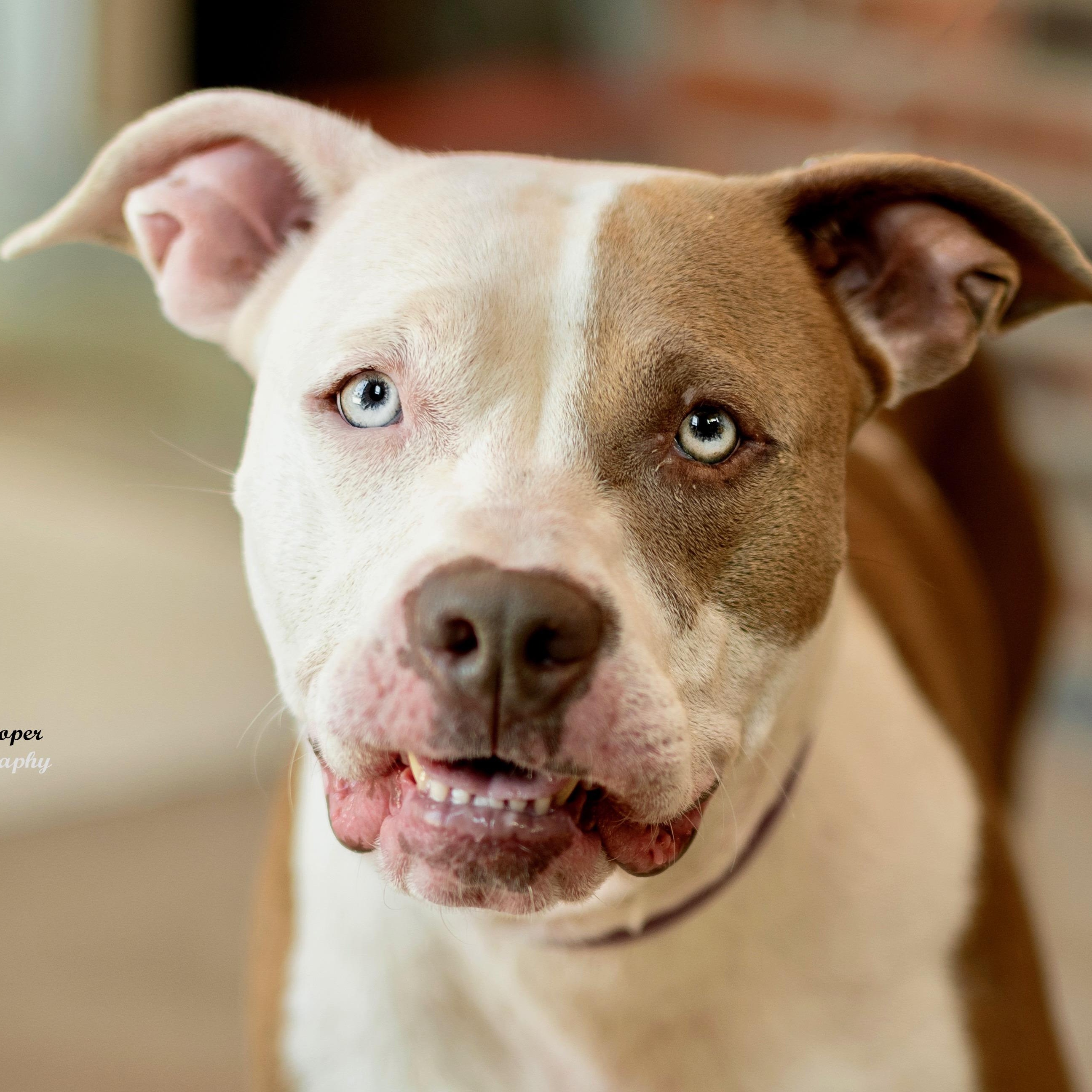 Enlarge Penelope, an adopted mixed breed in Henderson, KY image 2/3