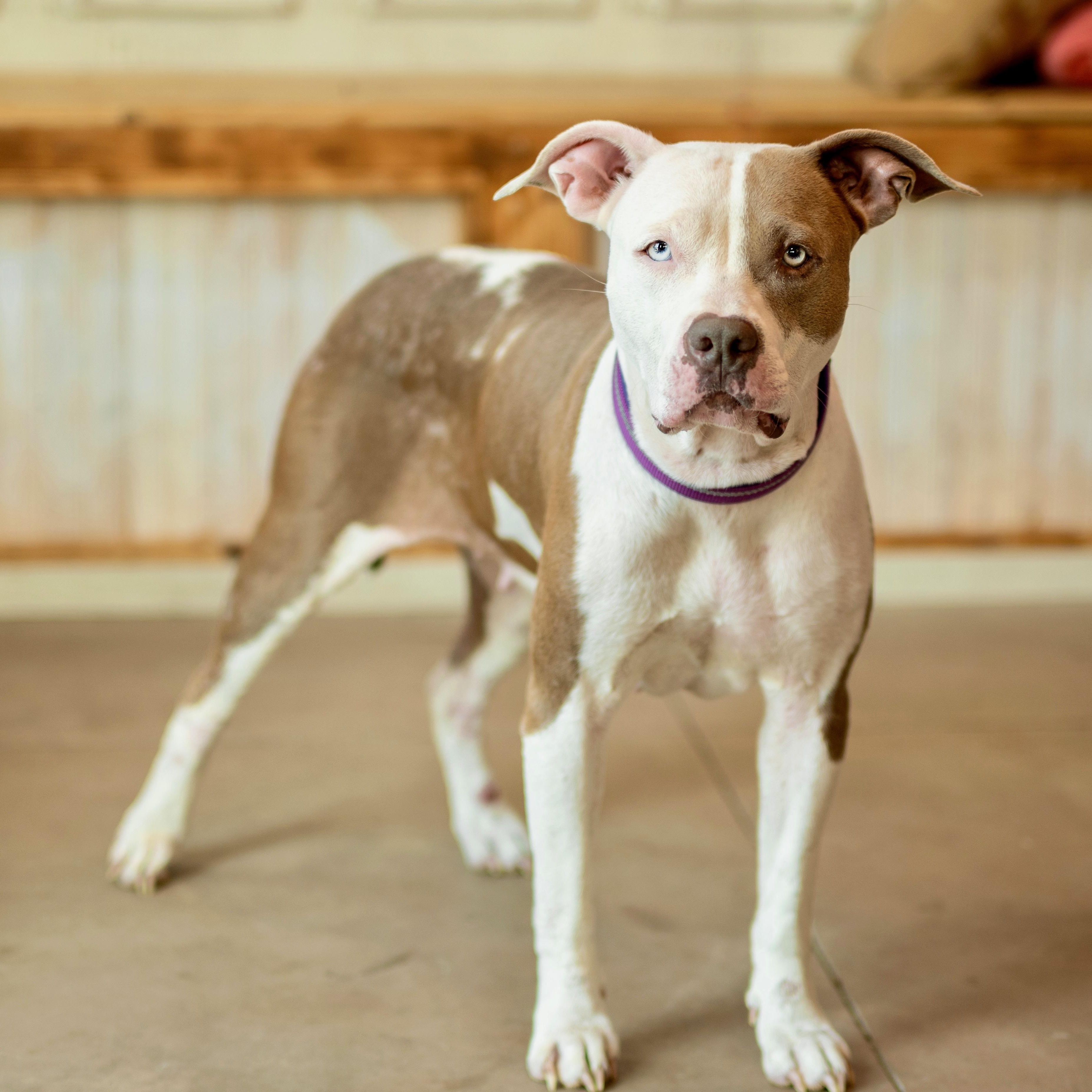 Penelope, ADOPTABLE, Adult Female American Staffordshire Terrier.