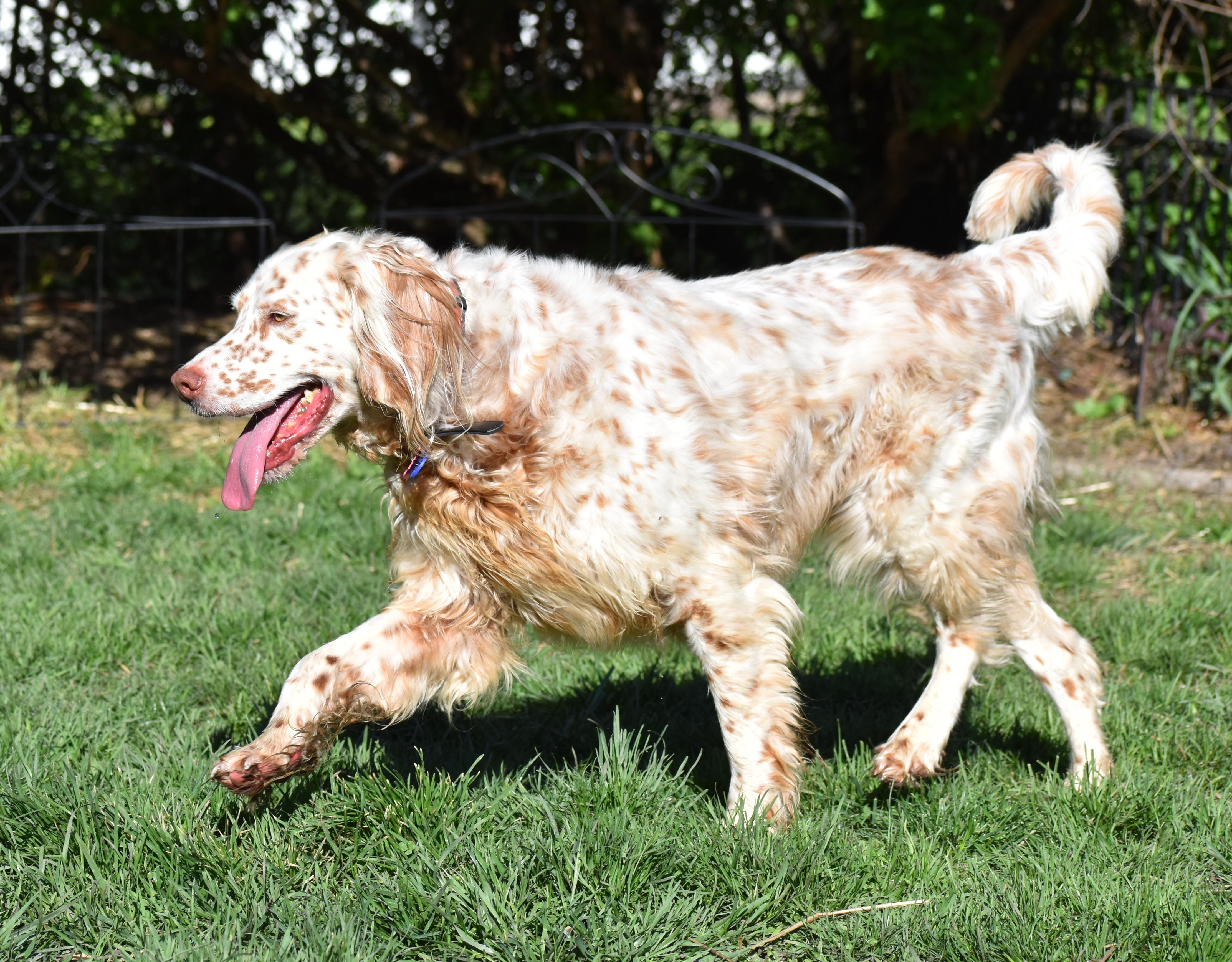 Enlarge Bourbon- Foster Home Needed, a ADOPTABLE English Setter in Wood Dale, IL image 4/5