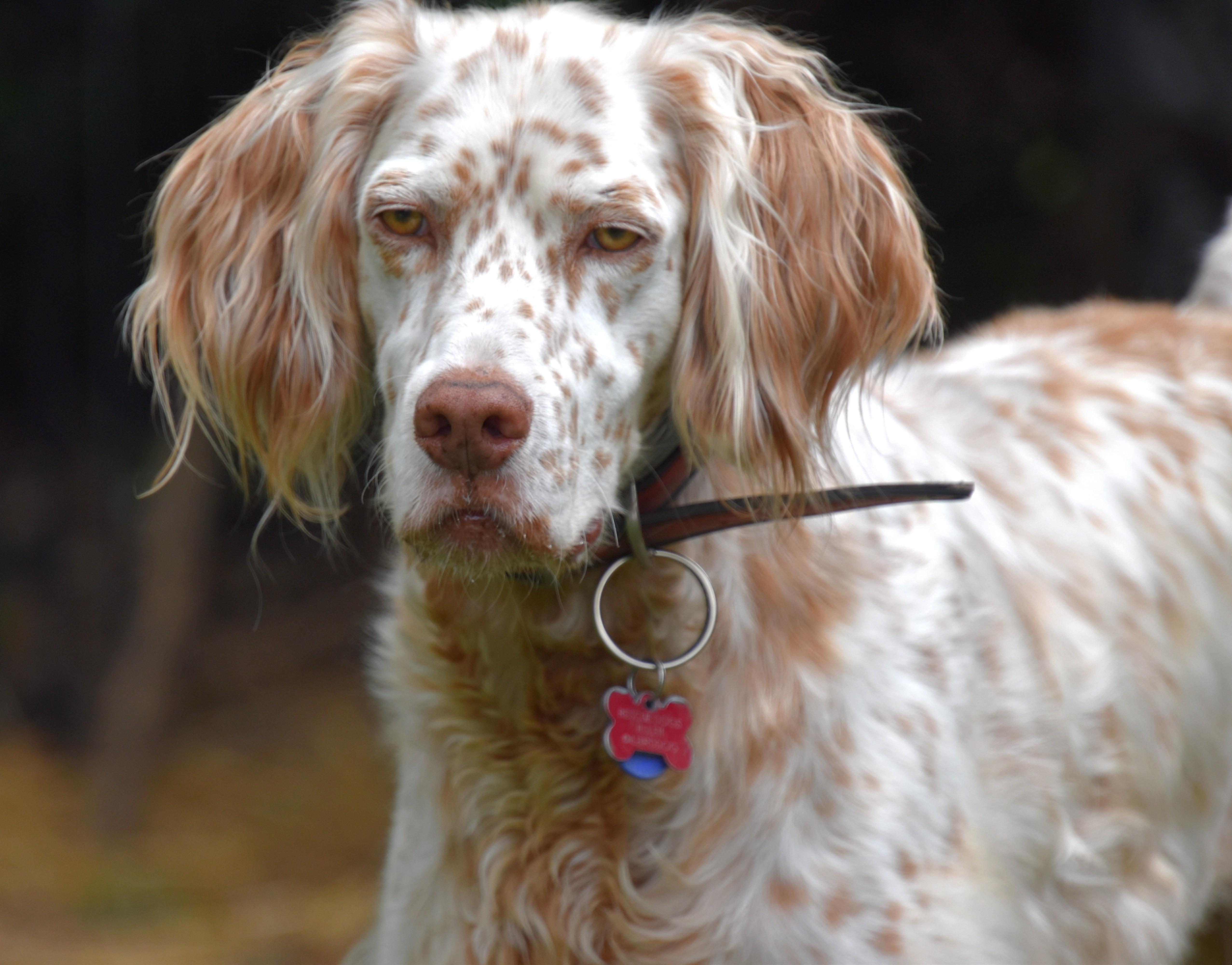 Bourbon- Foster Home Needed, a ADOPTABLE mixed breed in Wood Dale, IL image 4/6