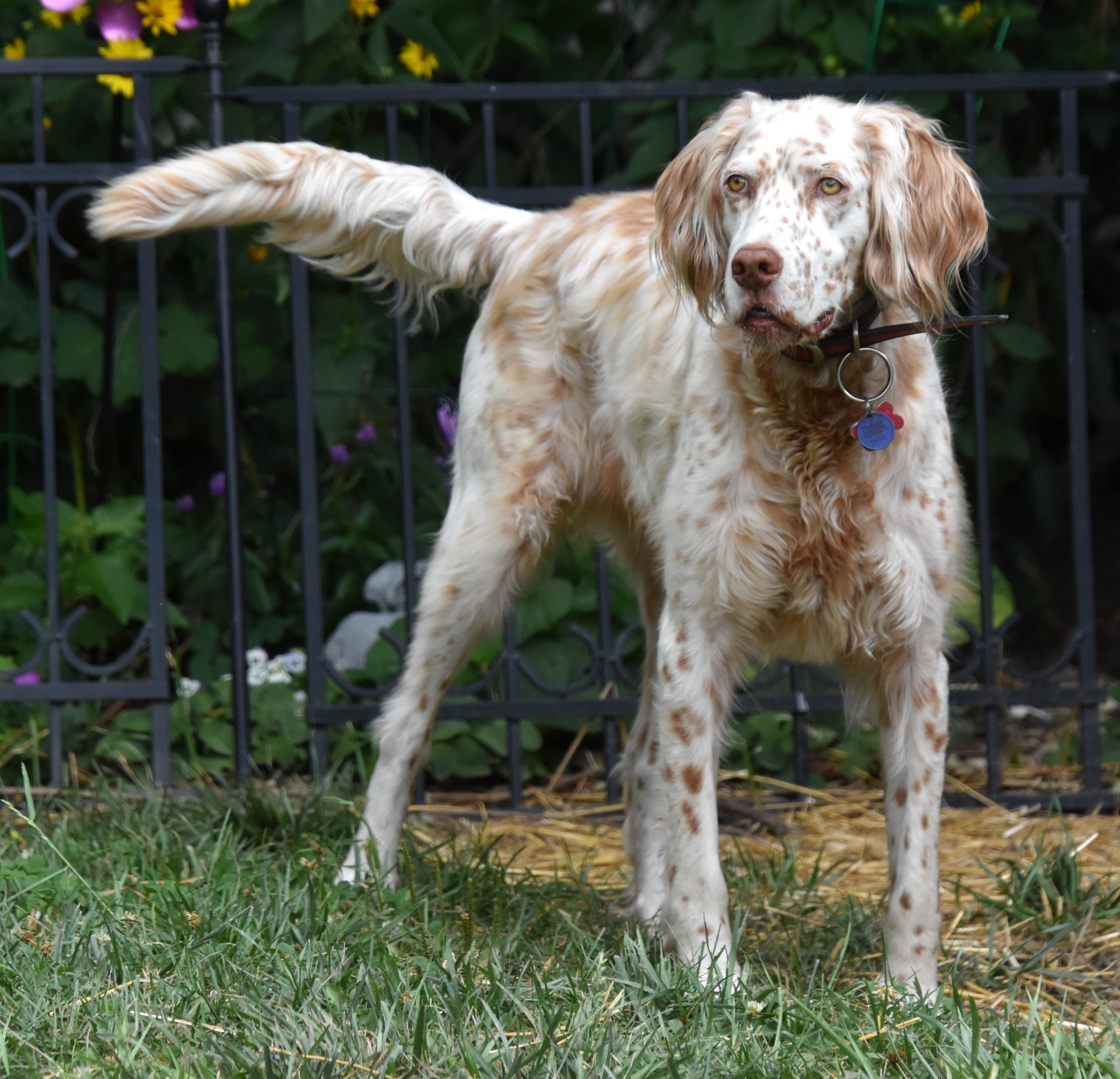Bourbon- Foster Home Needed, a ADOPTABLE mixed breed in Wood Dale, IL image 5/6