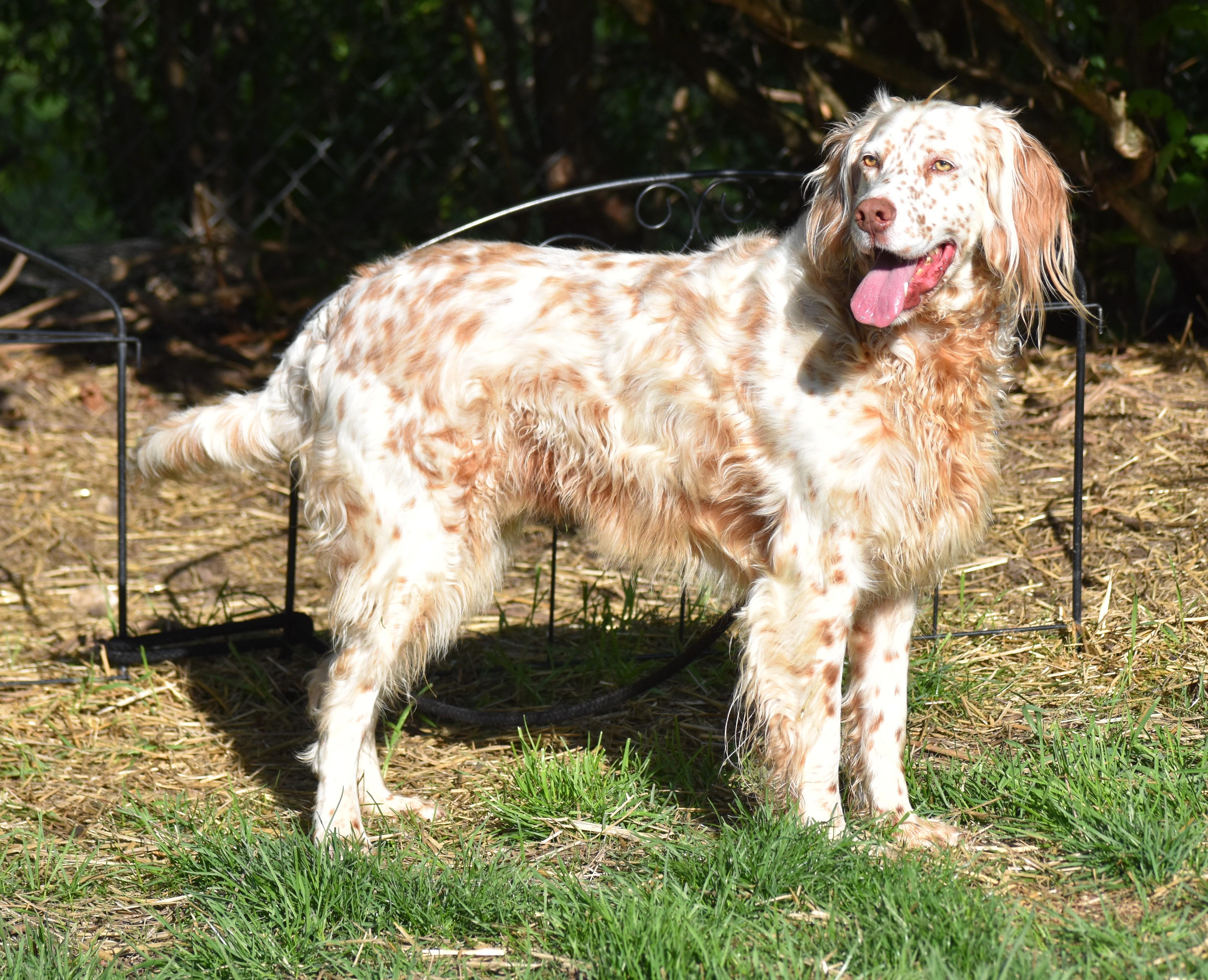 Enlarge Bourbon- Foster Home Needed, a ADOPTABLE English Setter in Wood Dale, IL image 3/5
