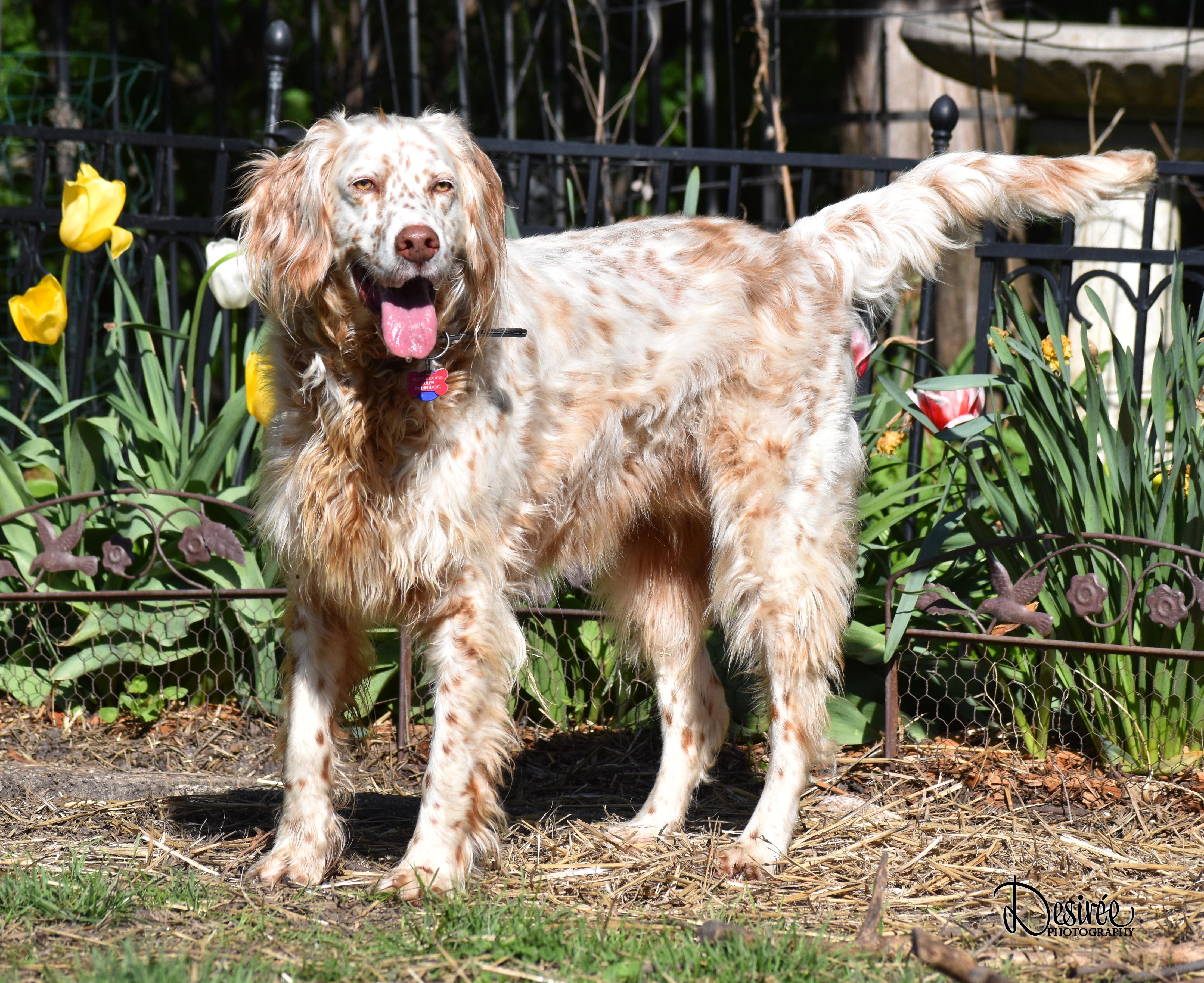 Enlarge Bourbon- Foster Home Needed, a ADOPTABLE English Setter in Wood Dale, IL image 2/5