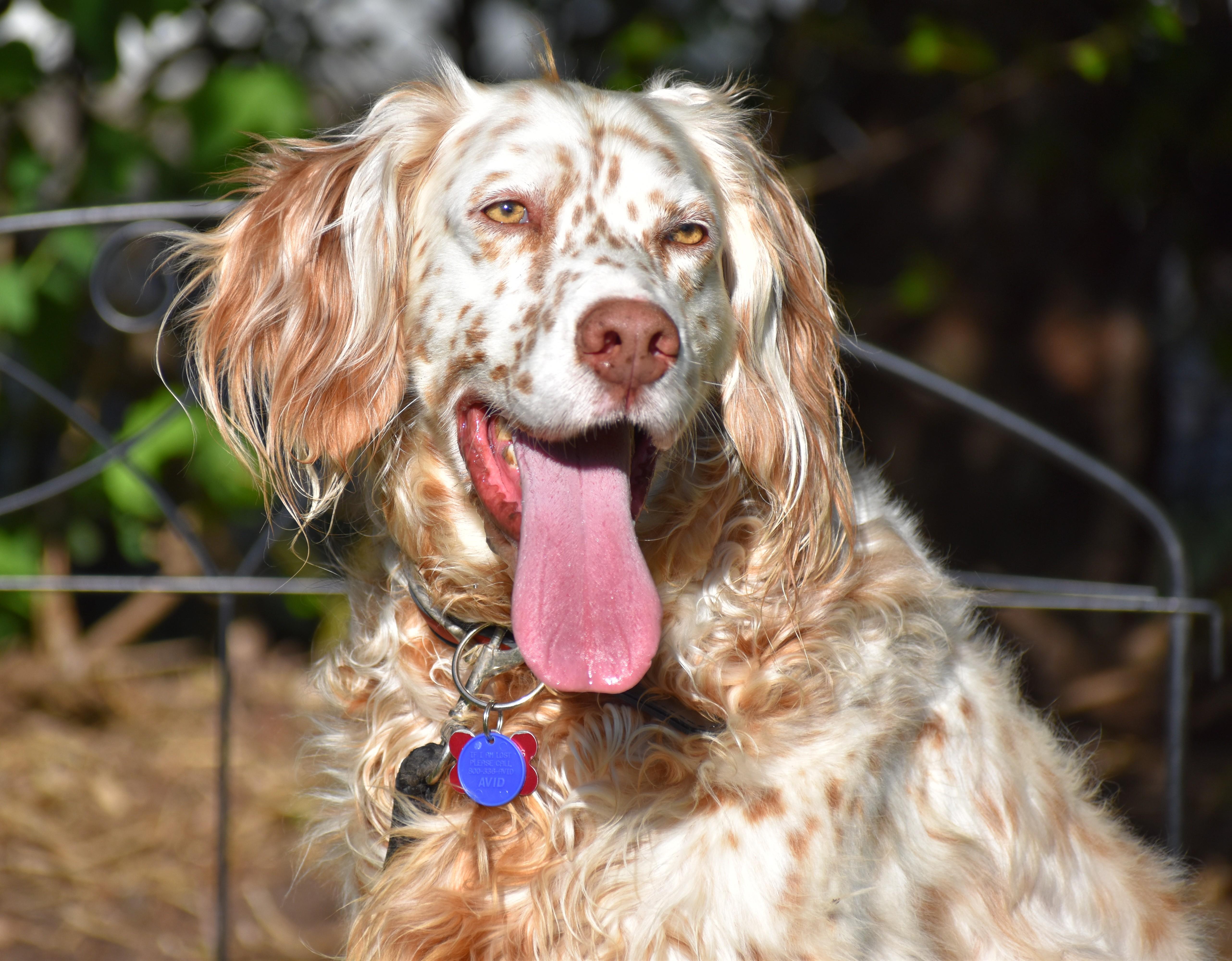 Enlarge Bourbon- Foster Home Needed, a ADOPTABLE English Setter in Wood Dale, IL image 1/5