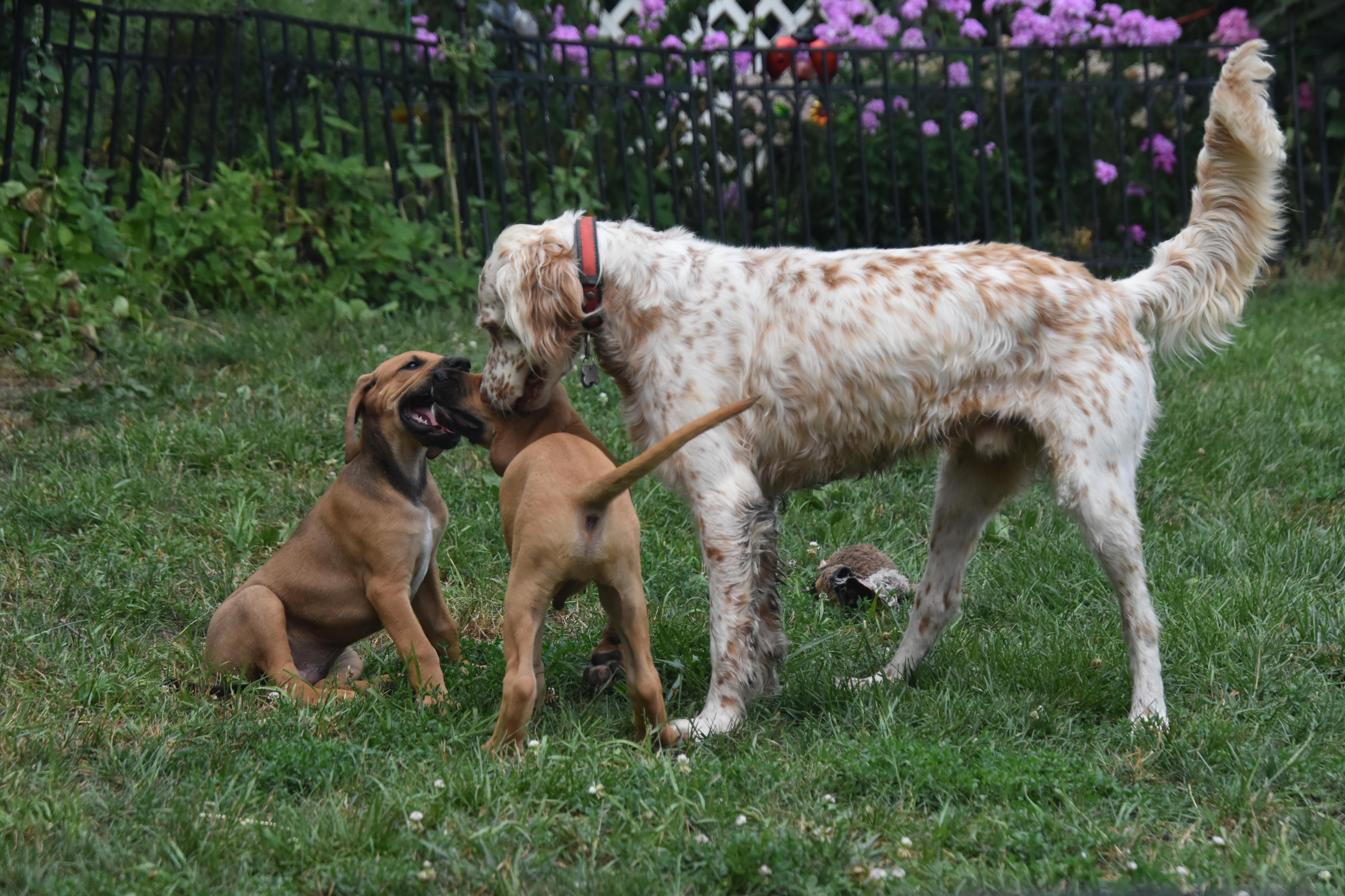 Bourbon- Foster Home Needed, a ADOPTABLE mixed breed in Wood Dale, IL image 3/6