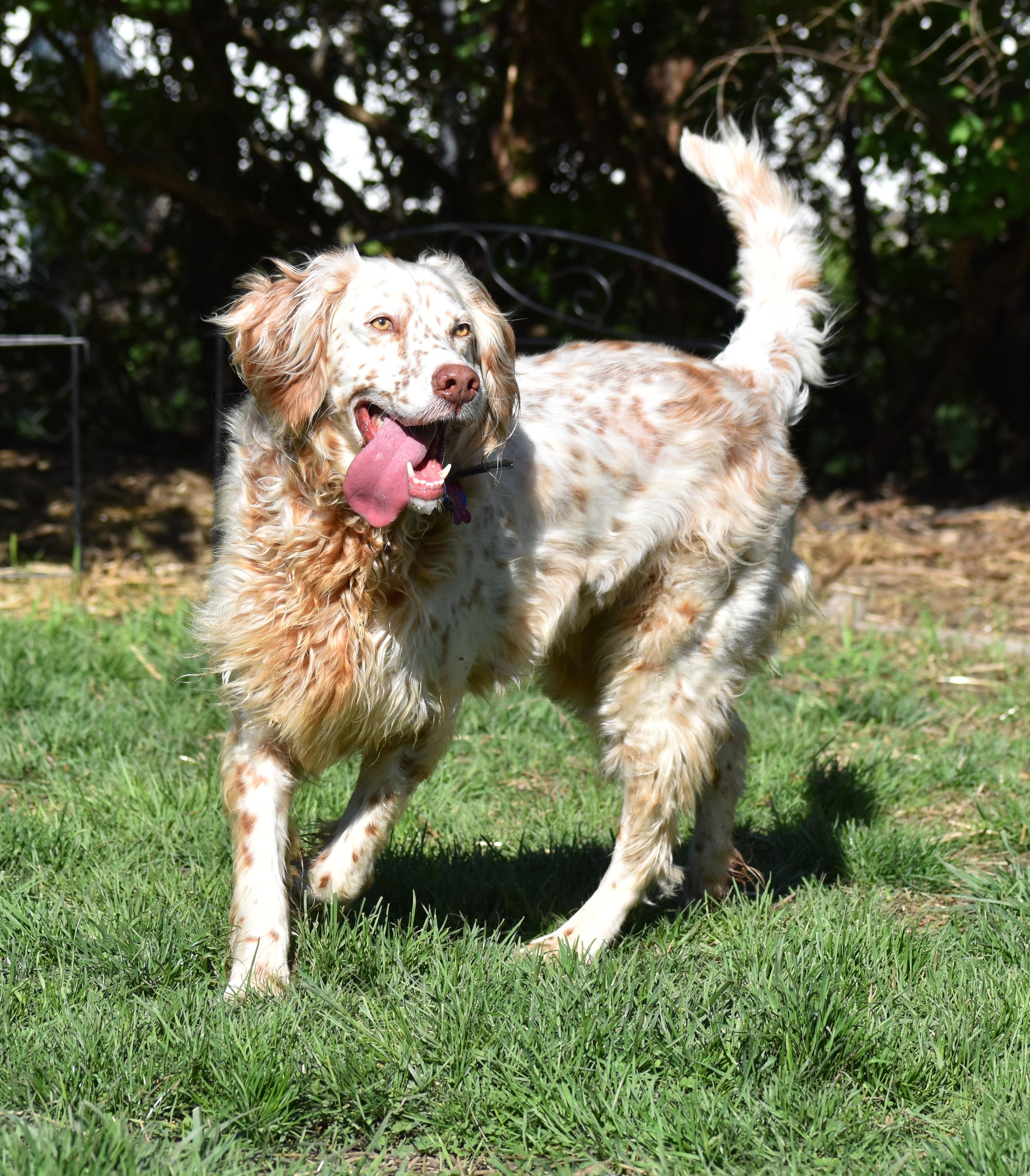 Enlarge Bourbon- Foster Home Needed, a ADOPTABLE English Setter in Wood Dale, IL image 5/5