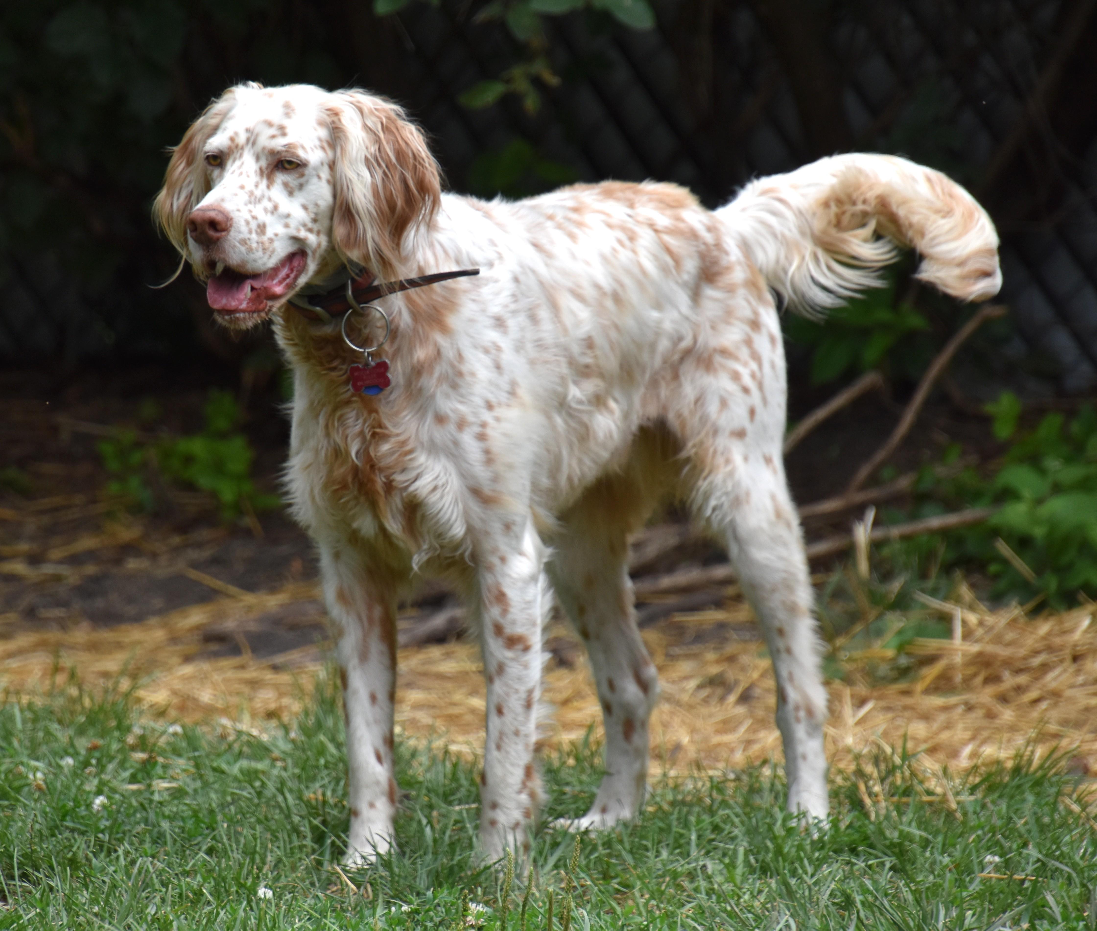 Bourbon- Foster Home Needed, a ADOPTABLE mixed breed in Wood Dale, IL image 6/6