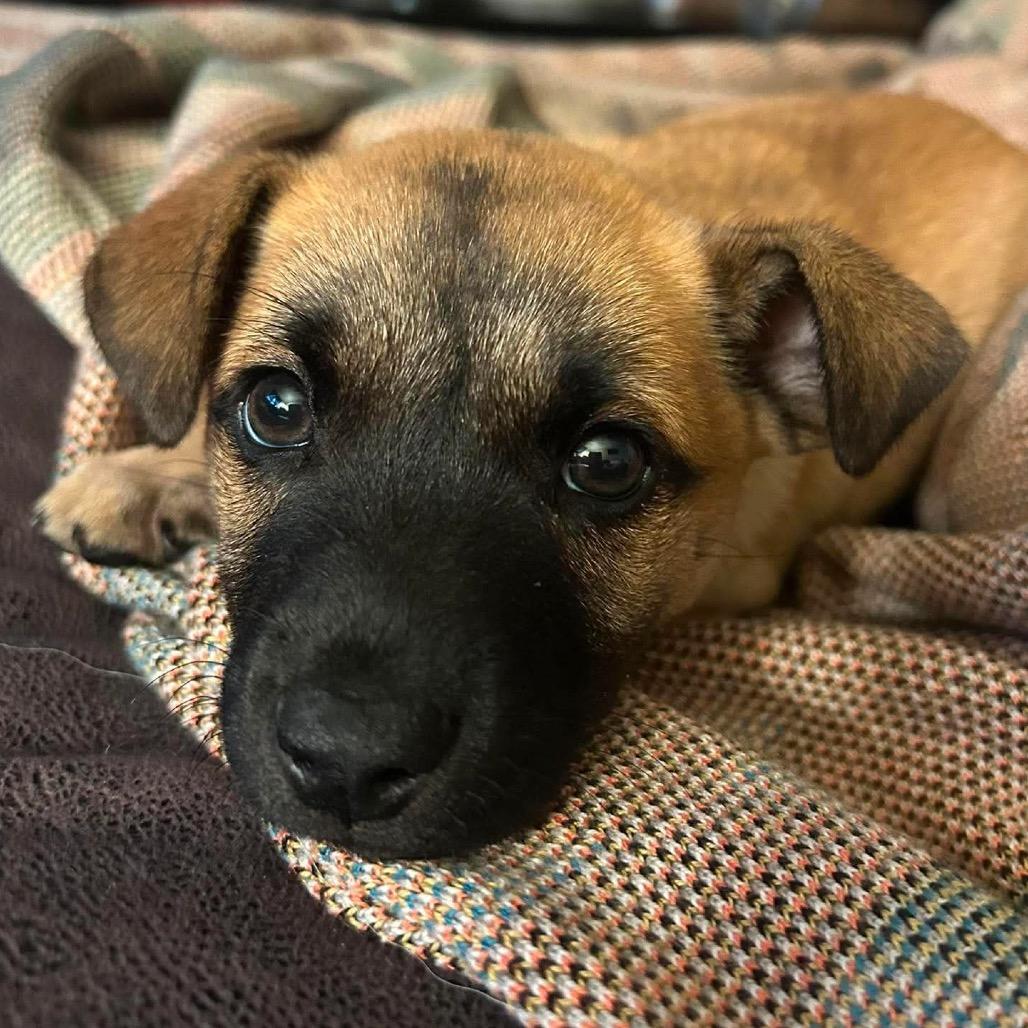 Crispito, Adoptable, Puppy Male Mixed Breed.