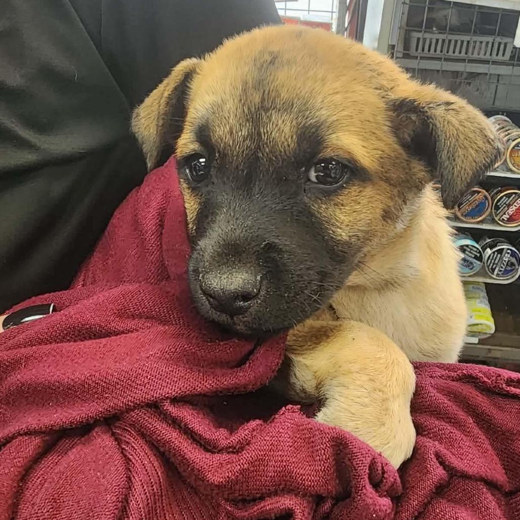 Enlarge Crispito, a Adoptable Mixed Breed in Oxford, ME image 3/6