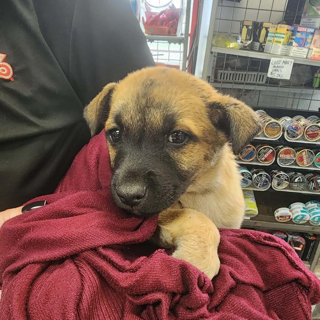 Enlarge Crispito, a Adoptable Mixed Breed in Oxford, ME image 4/6
