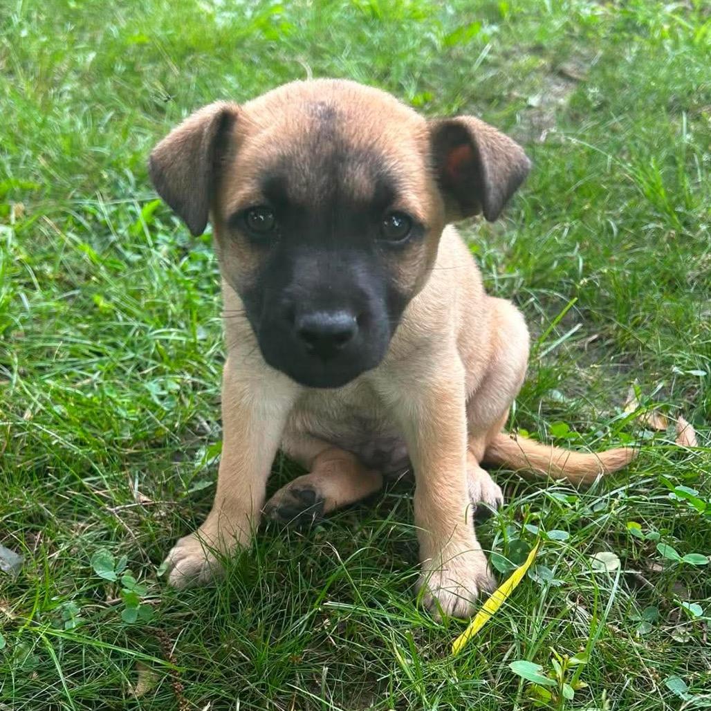 Enlarge Crispito, a Adoptable Mixed Breed in Oxford, ME image 5/6