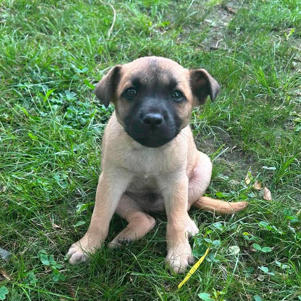 Enlarge Crispito, a Adoptable Mixed Breed in Oxford, ME image 6/6