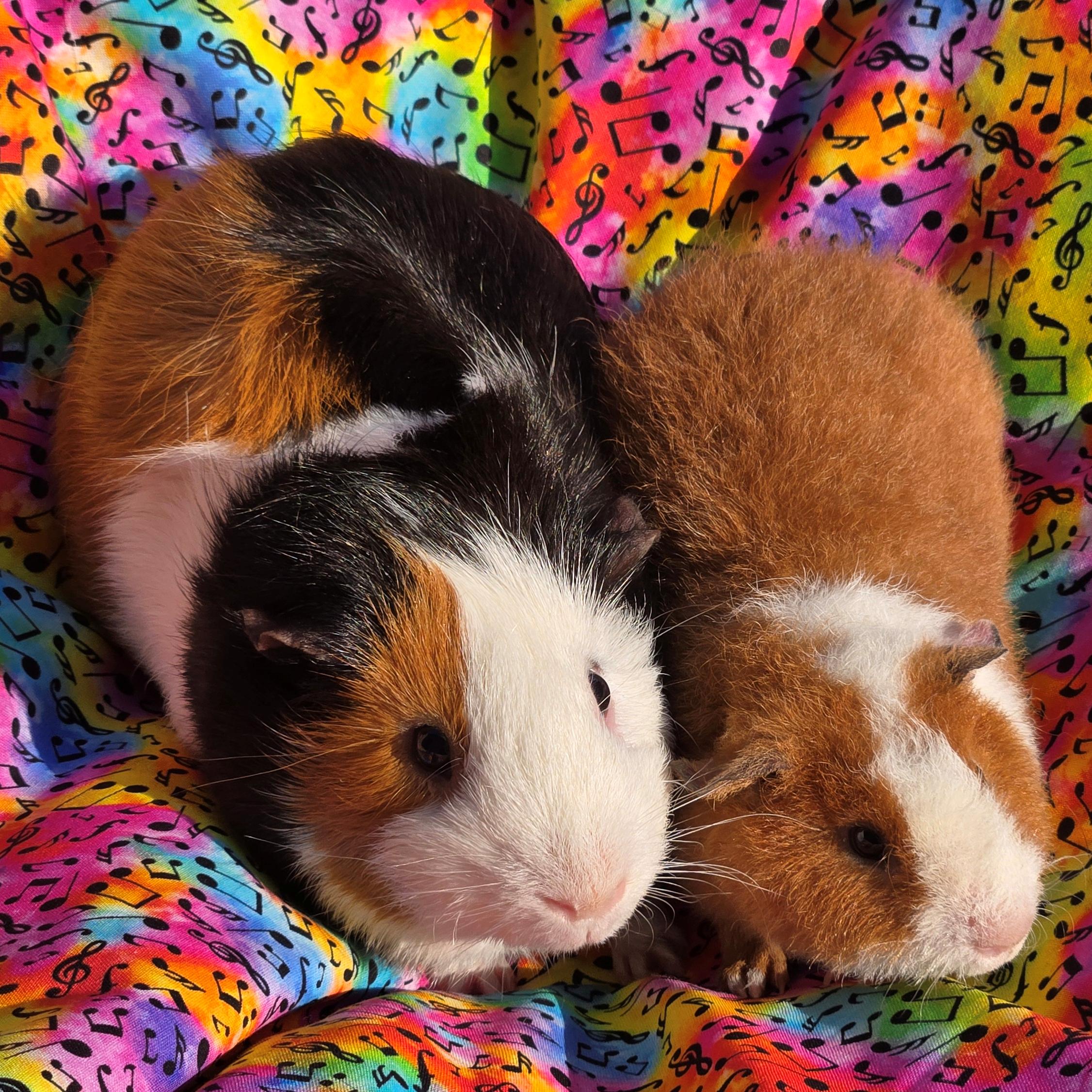 Tobey Tobias, a Adoptable mixed breed in Allentown, PA image 1/6