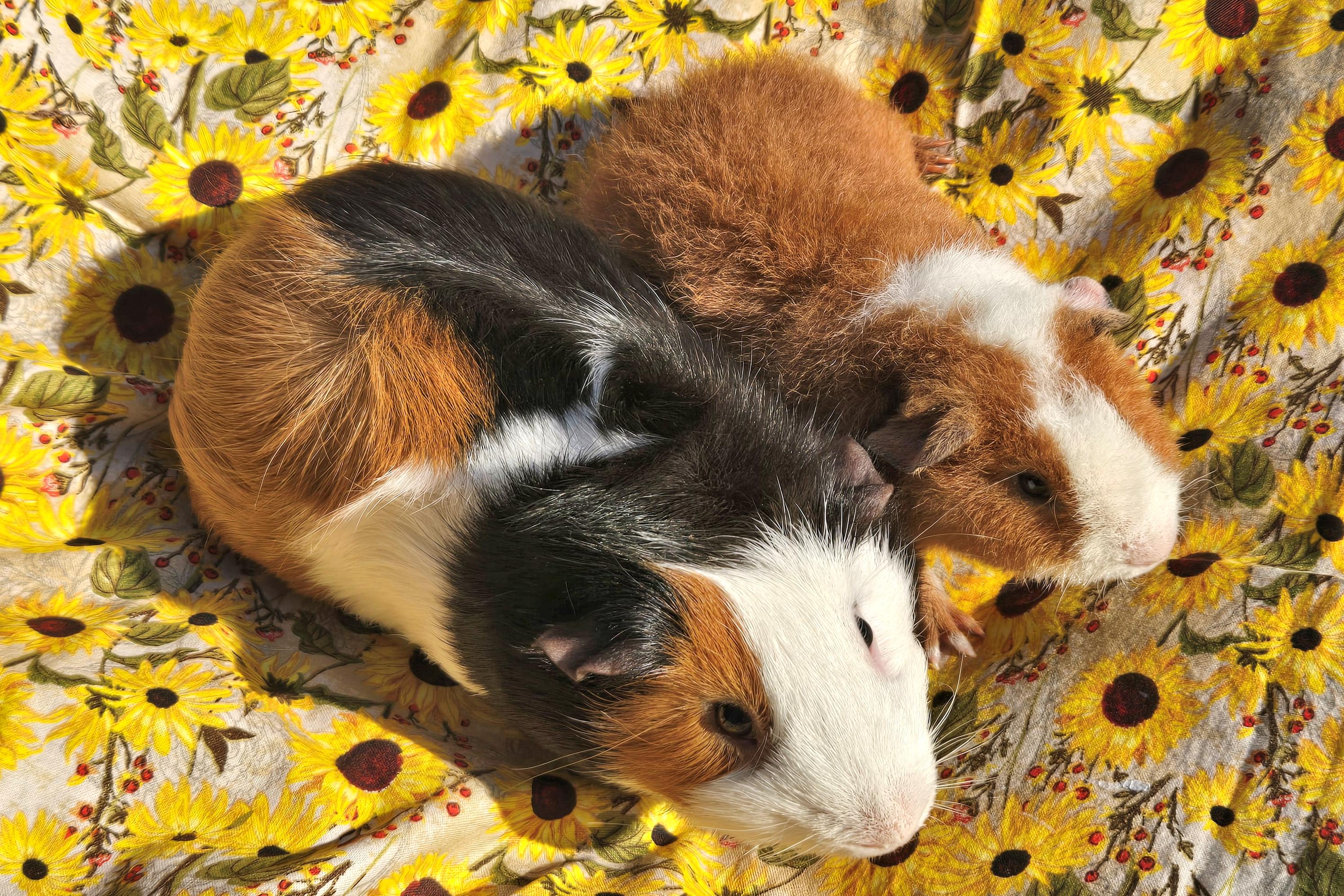 Tobey Tobias, a Adoptable mixed breed in Allentown, PA image 2/6