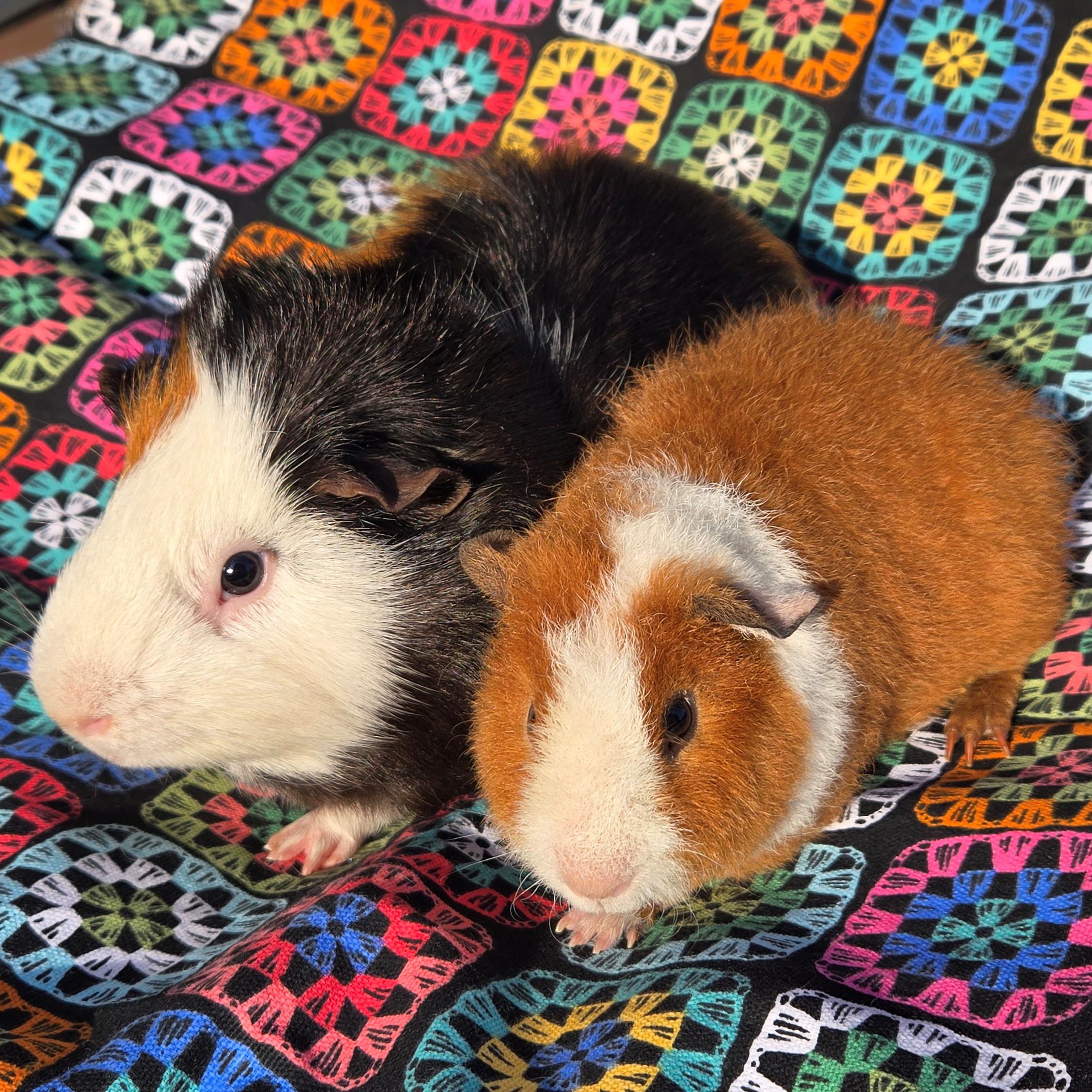 Tobey Tobias, Adoptable, Adult Male Abyssinian & Short-Haired.