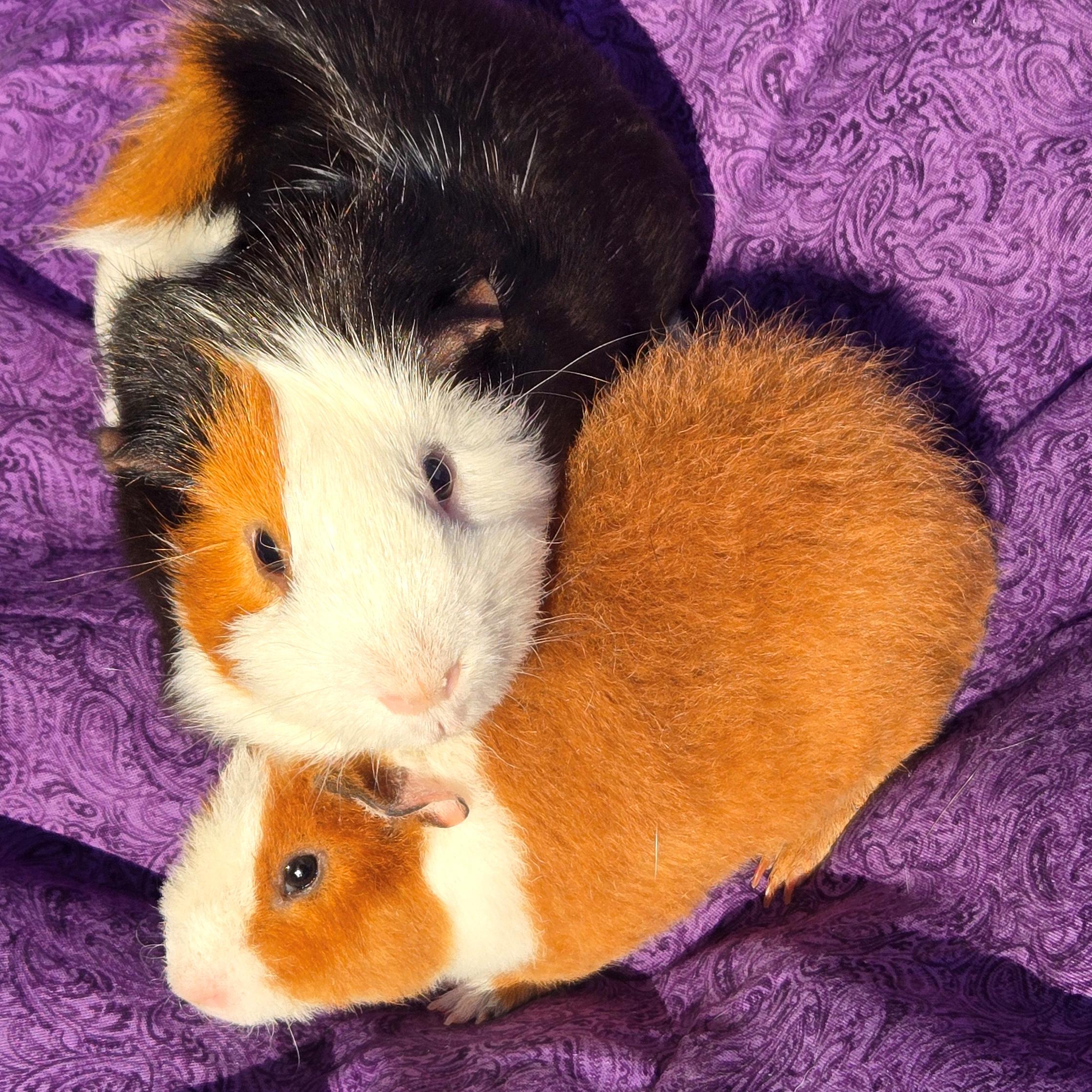 Tobey Tobias, a Adoptable mixed breed in Allentown, PA image 4/6