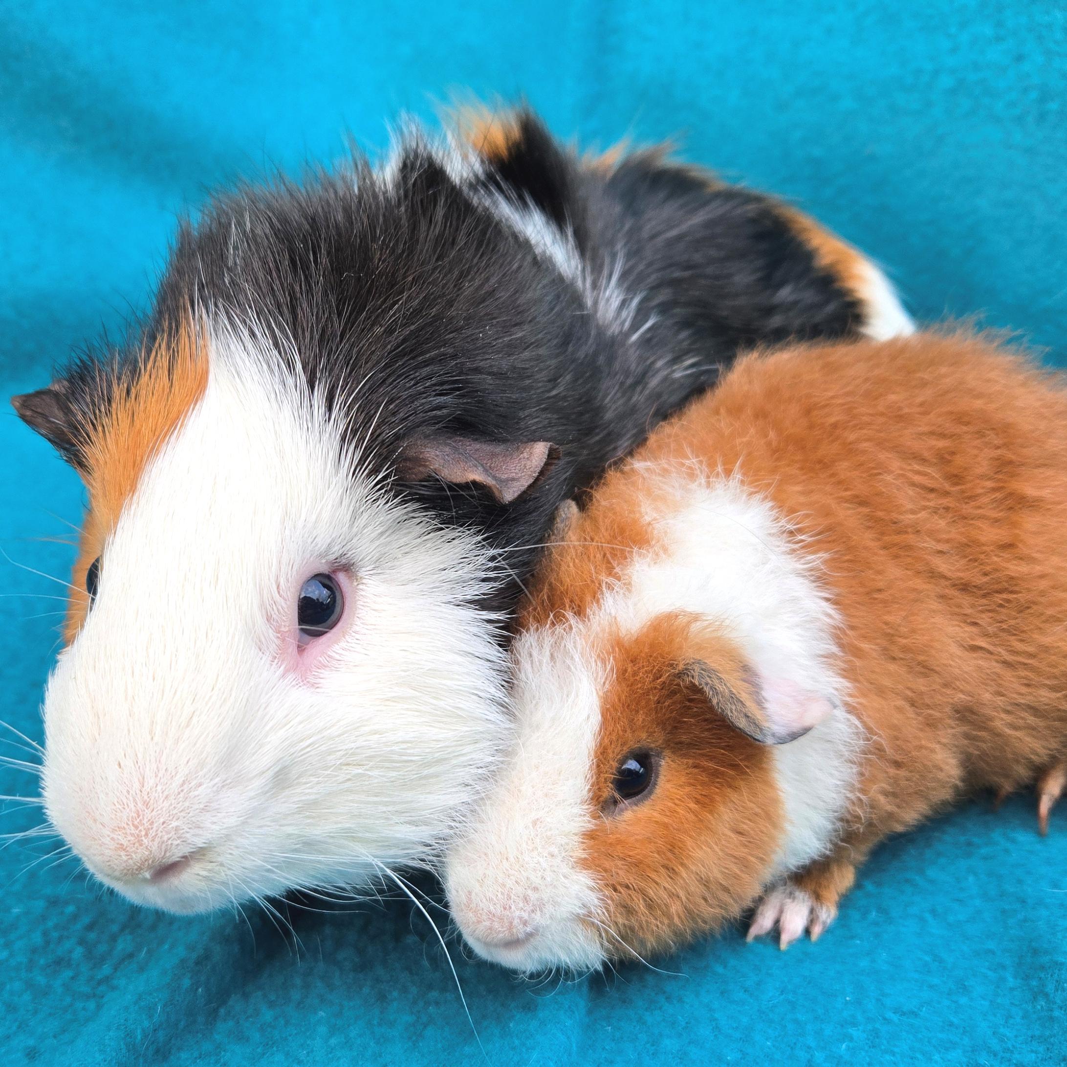 Tobey Tobias, a Adoptable mixed breed in Allentown, PA image 5/6