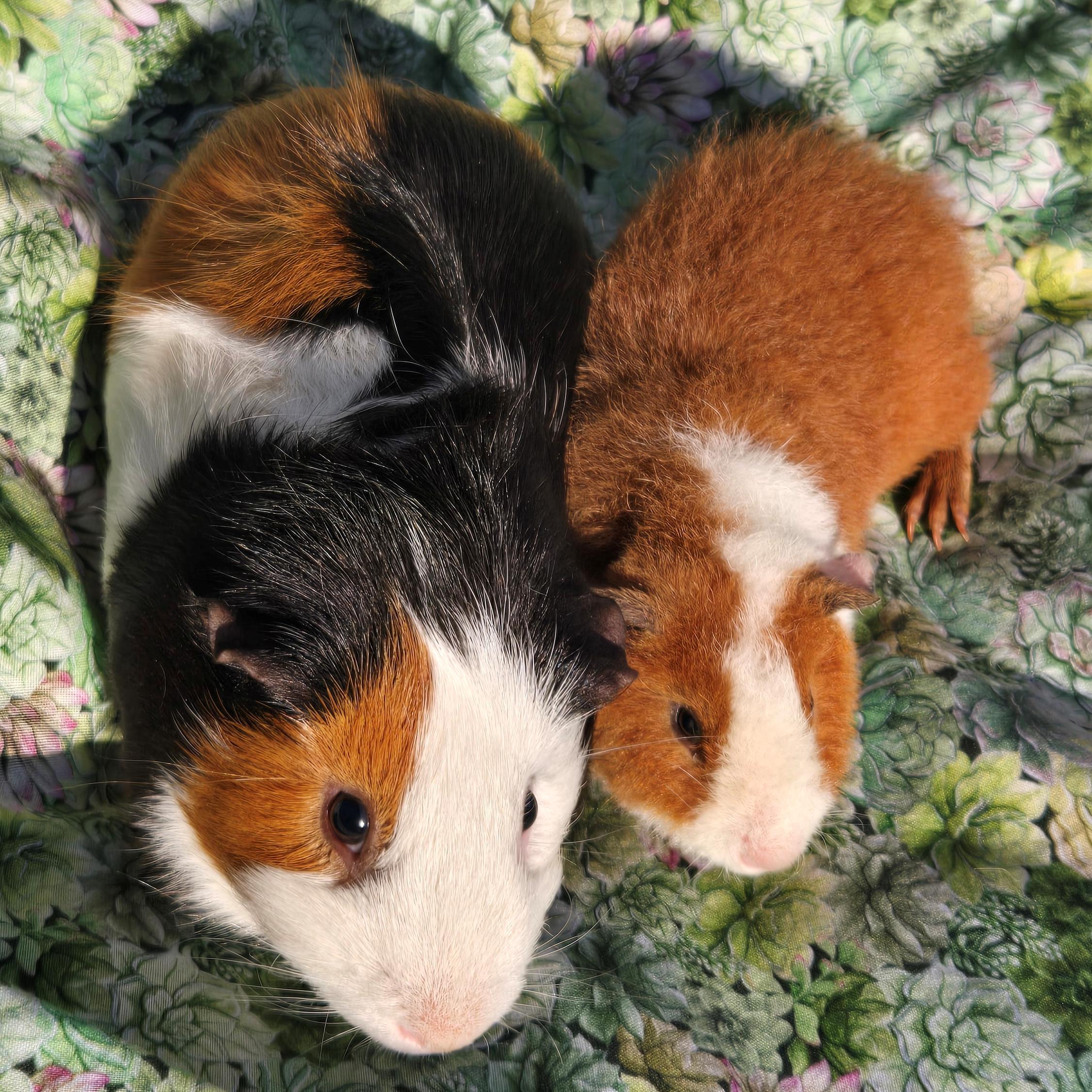 Tobey Tobias, a Adoptable mixed breed in Allentown, PA image 6/6