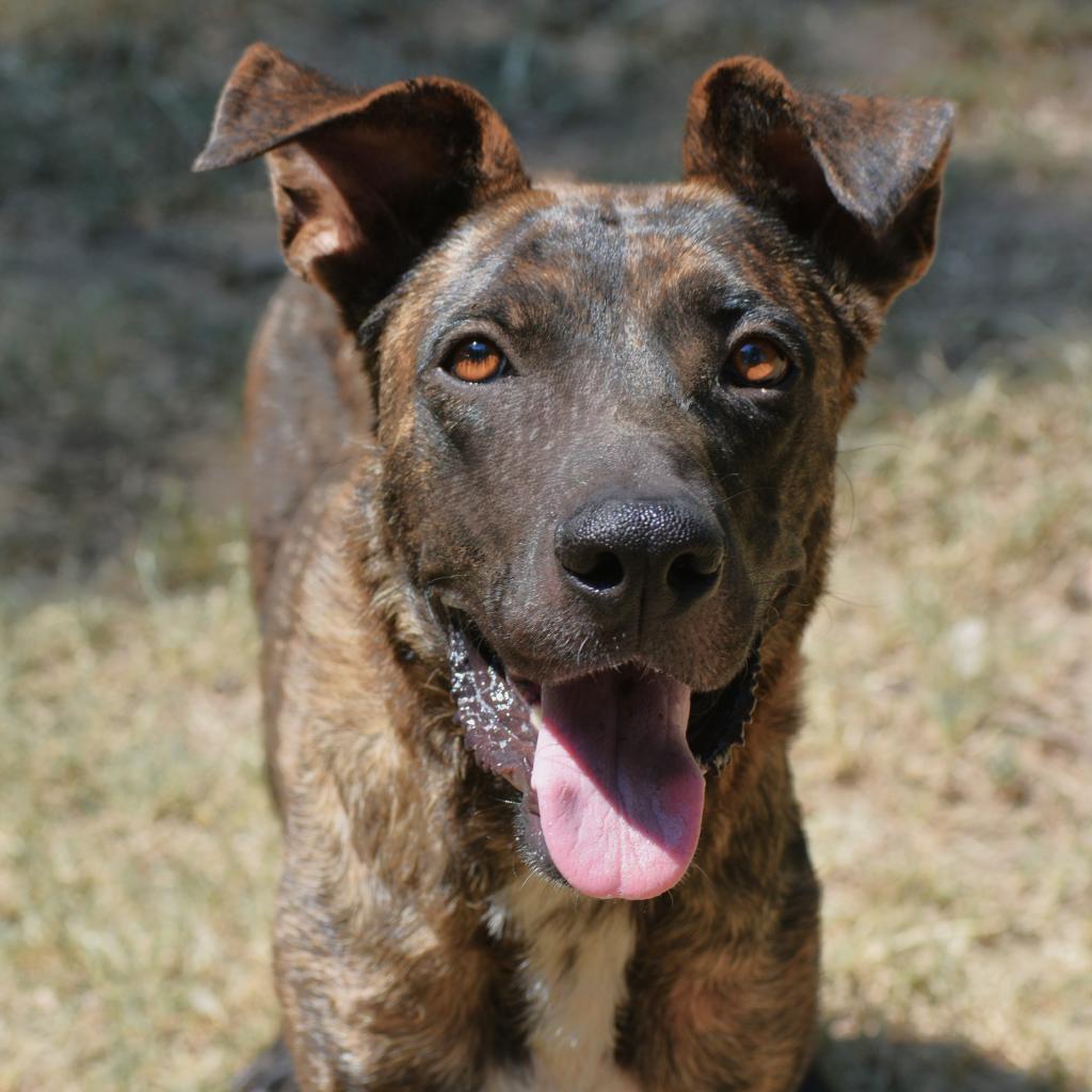 Daisy, a Adoptable mixed breed in Fort Smith, AR image 1/2