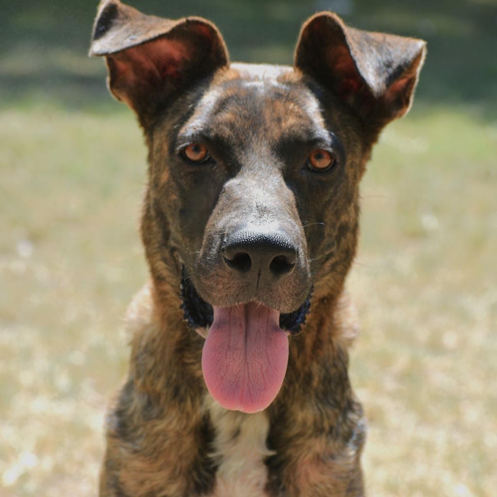 Daisy, a Adoptable mixed breed in Fort Smith, AR image 2/2