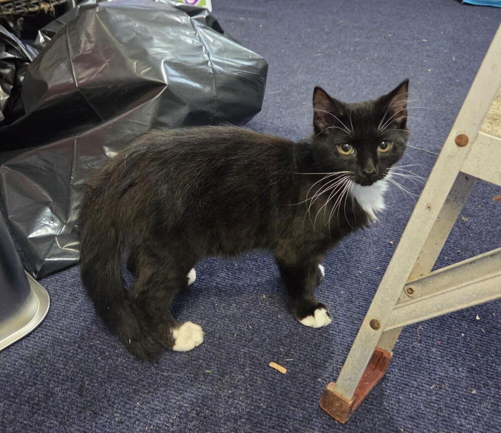 Enlarge Louie, a Adoptable Domestic Medium Hair in Kannapolis, NC image 1/1