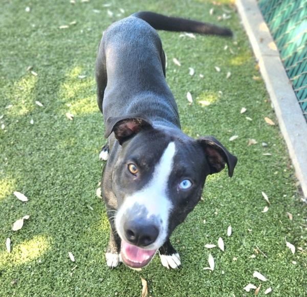 Abner, Adoptable, Adult Male Mixed Breed & Pit Bull Terrier.
