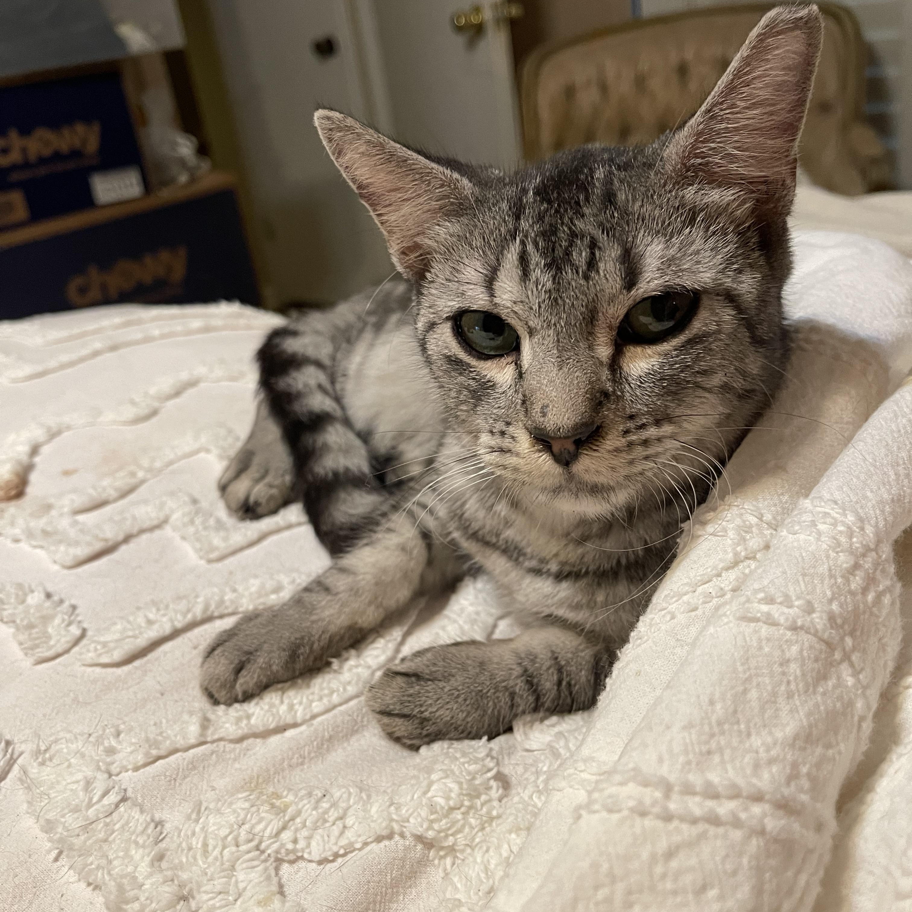 Enlarge Leon, a Adoptable mixed breed in san antonio, TX image 1/2