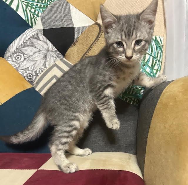 Leon, Adoptable, Young Male Domestic Short Hair.