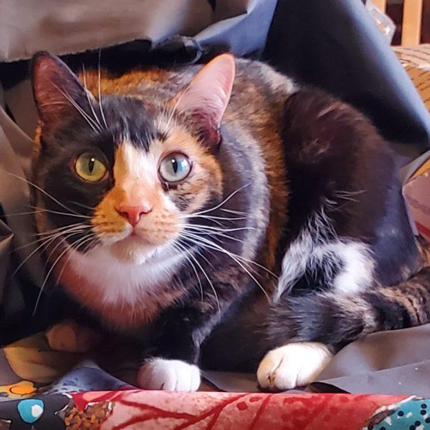 Kate, an adoptable Calico in Kenai, AK, 99611 | Photo Image 1