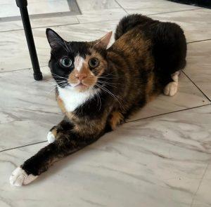 Kate, an adoptable Calico in Wasilla, AK, 99654 | Photo Image 1